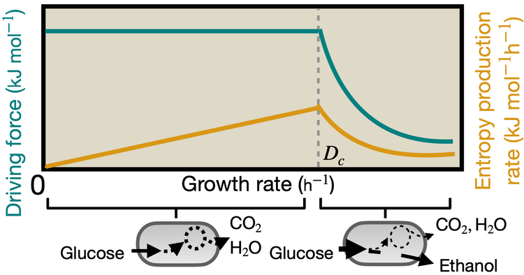 Paper published on the relation between entropy production rate and microbial growth rate