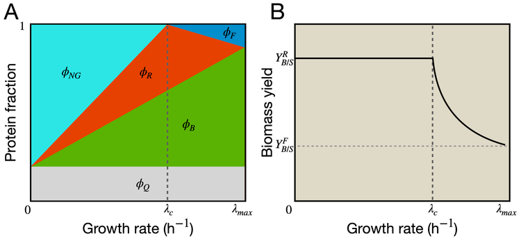 Why do microbes sometimes use a less efficient pathway to grow faster?