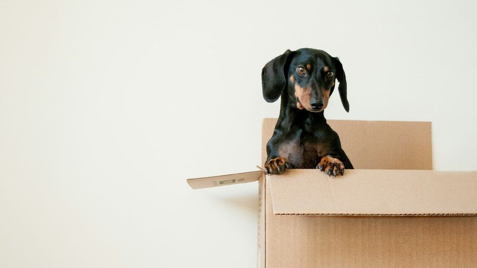 Moving Companies