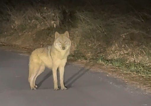 Runaway Wolf Captures Hearts