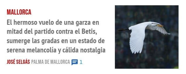 MALLORCA. El hermoso vuelo de una garza en mitad del partido contra el Betis, sumerge las gradas en un estado de serena melancolía y cálida nostalgia