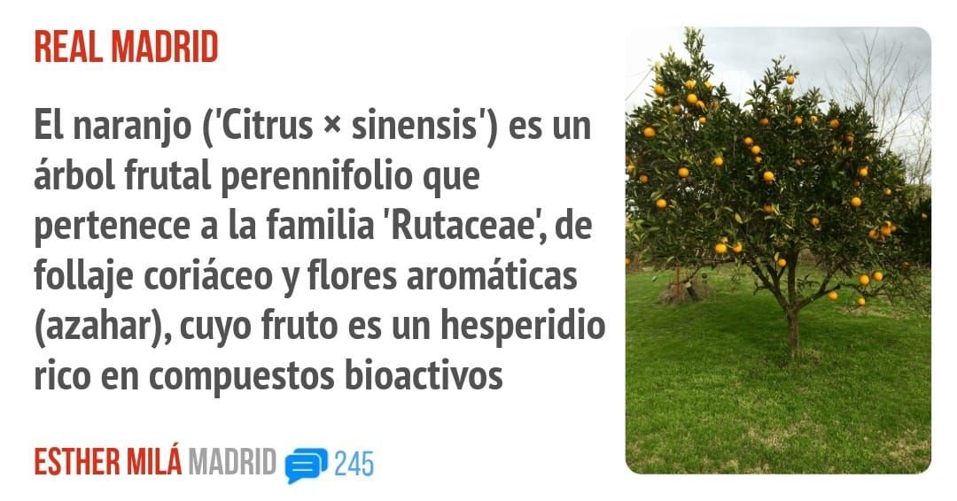 REAL MADRID. El naranjo ('Citrus x sinensis') es un árbol frutal perennifolio que pertenece a la familia 'Rutaceae', de follaje coriáceo y flores aromáticas (azahar), cuyo fruto es un hesper