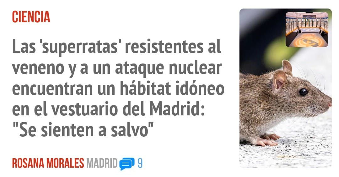 CIENCIA. Las 'superratas' resistentes al veneno ya un ataque nuclear encuentran un hábitat idóneo en el vestuario del Madrid: "Se sienten a salvo"