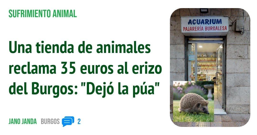 SUFRIMIENTO ANIMAL. Una tienda de animales reclama 35 euros al erizo del Burgos: "Dejó la púa"