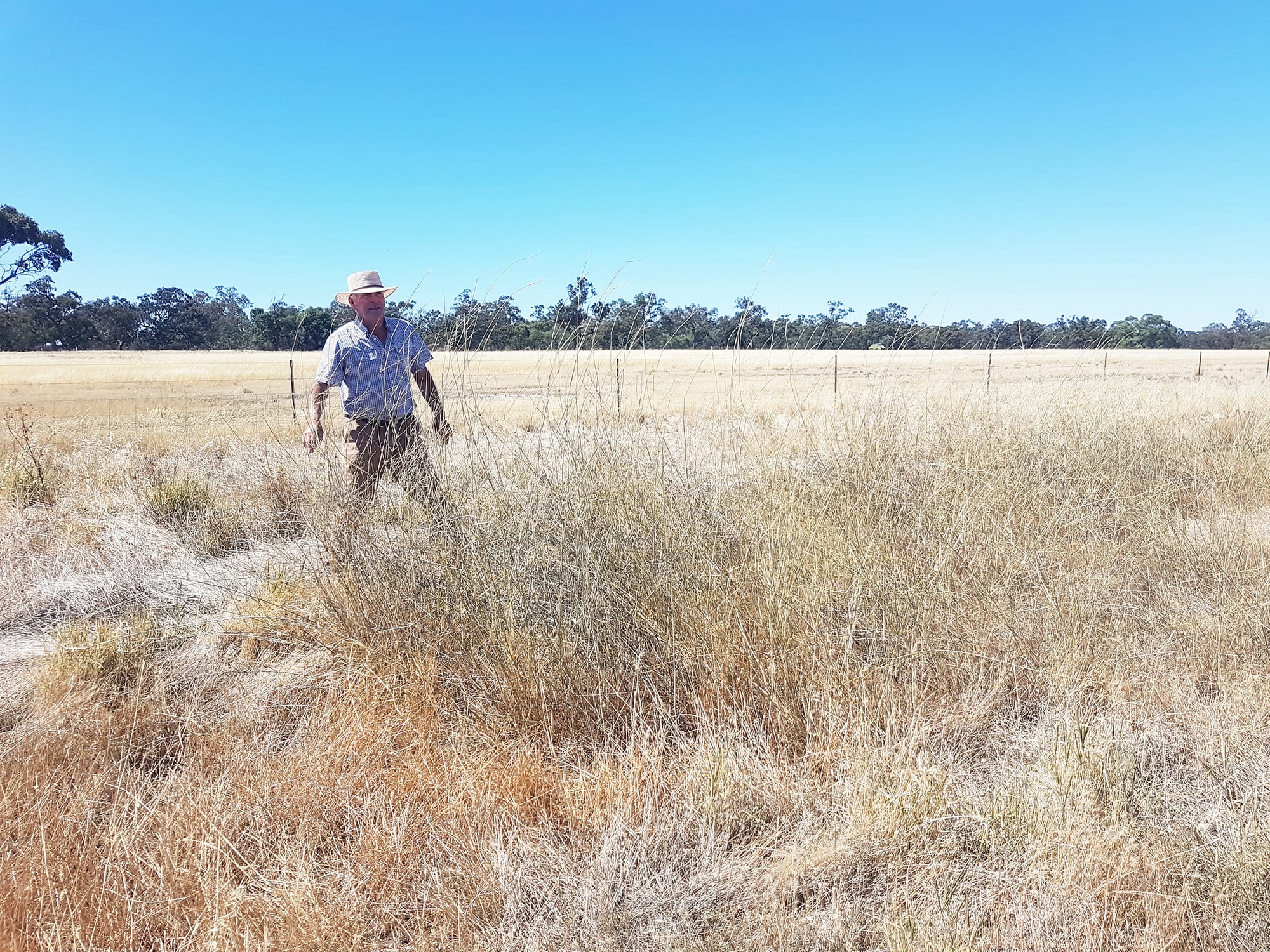 Thatch Grass Returning to Lake Buloke