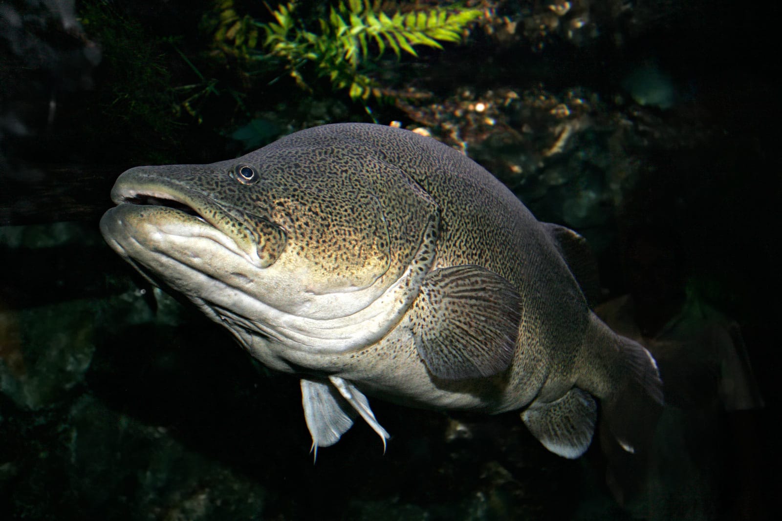 Catch a Cod, Not a Fine