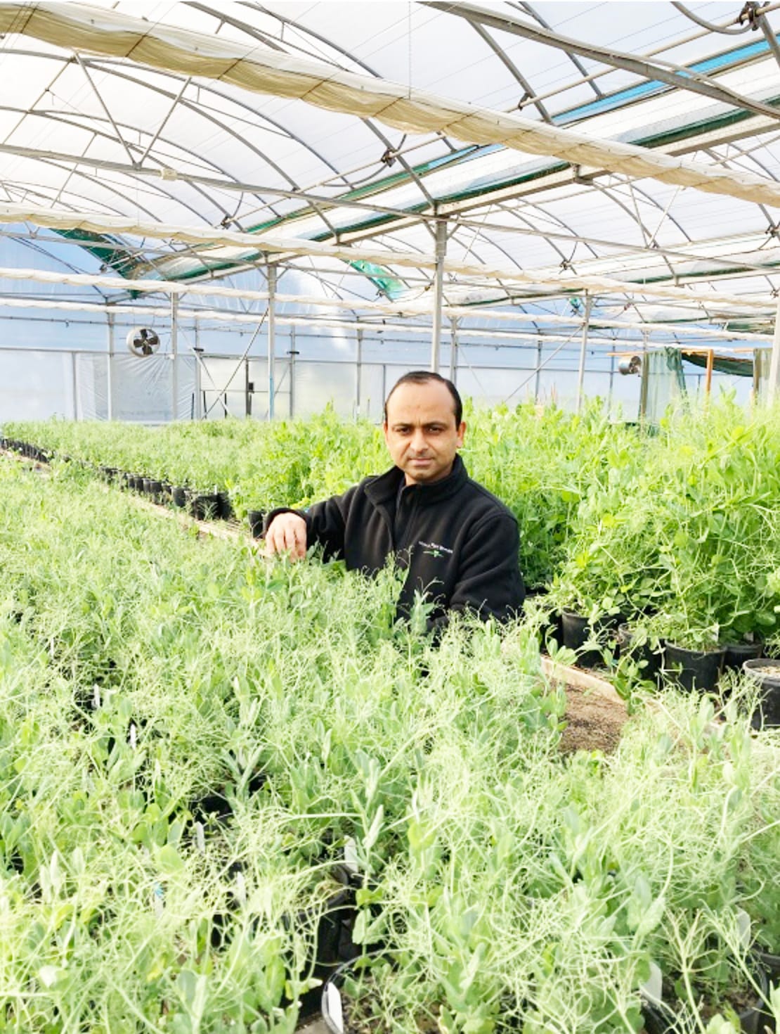 New Pea Varieties