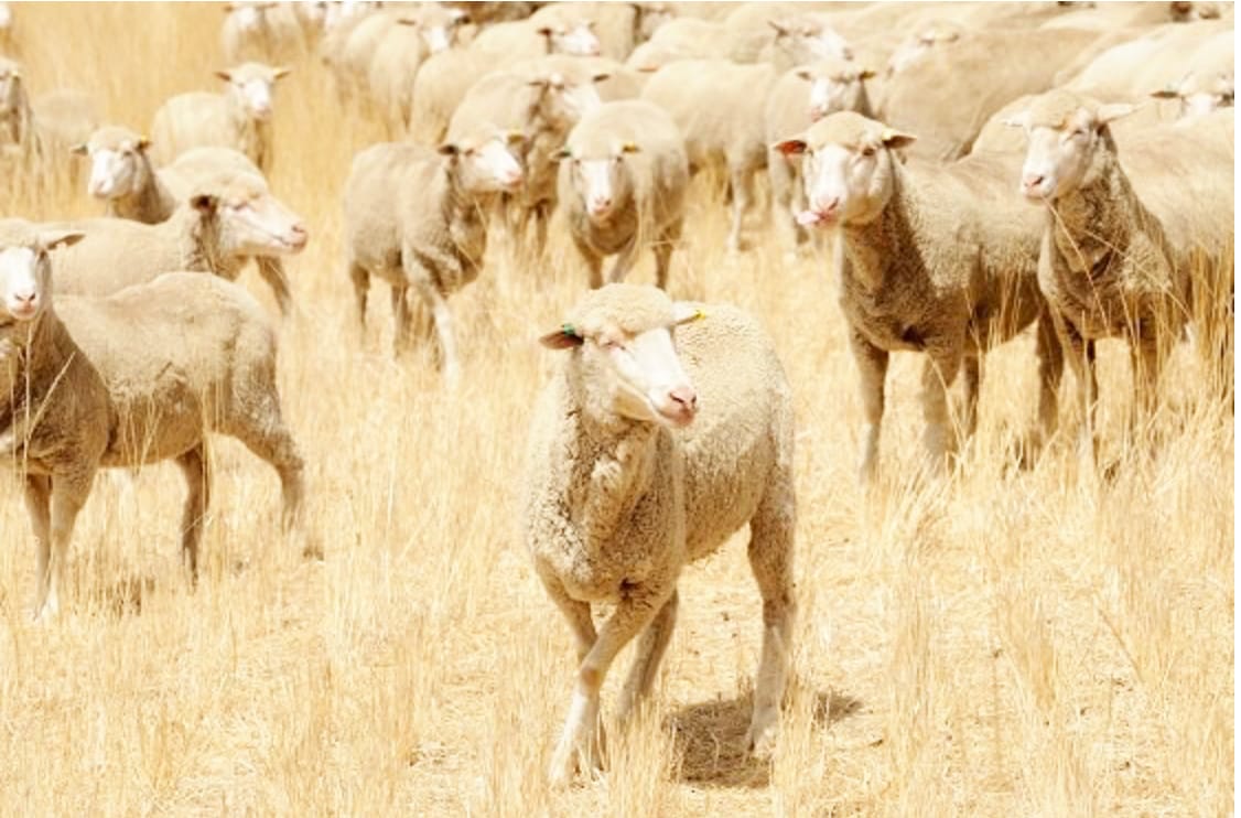 Meeting Nutritional Needs of Sheep Grazing Stubble