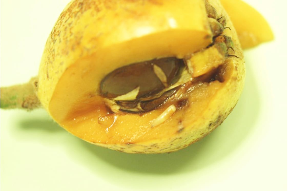 Check Home-Grown Fruit and Veggies for Maggots