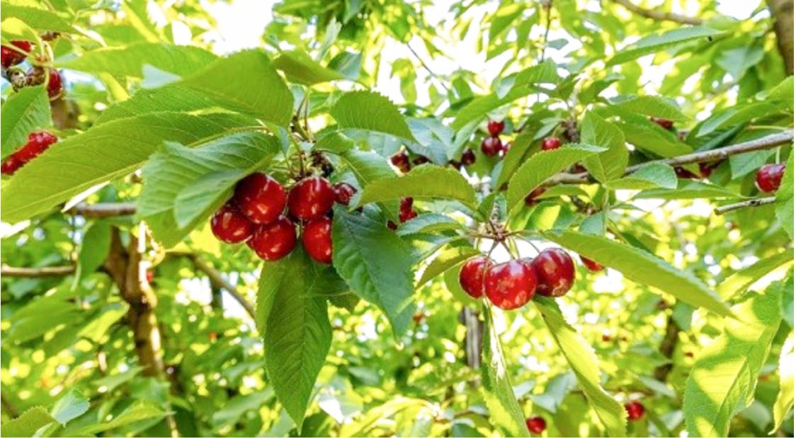 Workforce Support is the Cherry on Top for Farmers