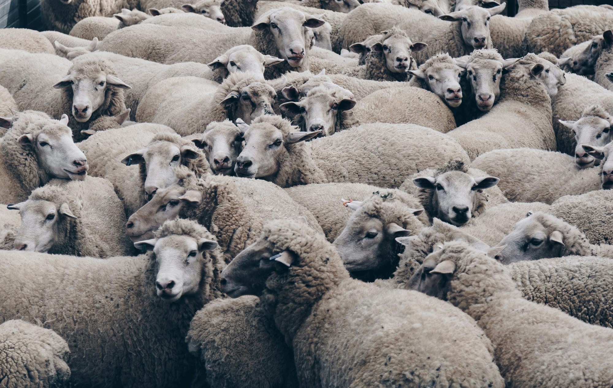 Live Sheep Export Legislation Passes Australian Parliament