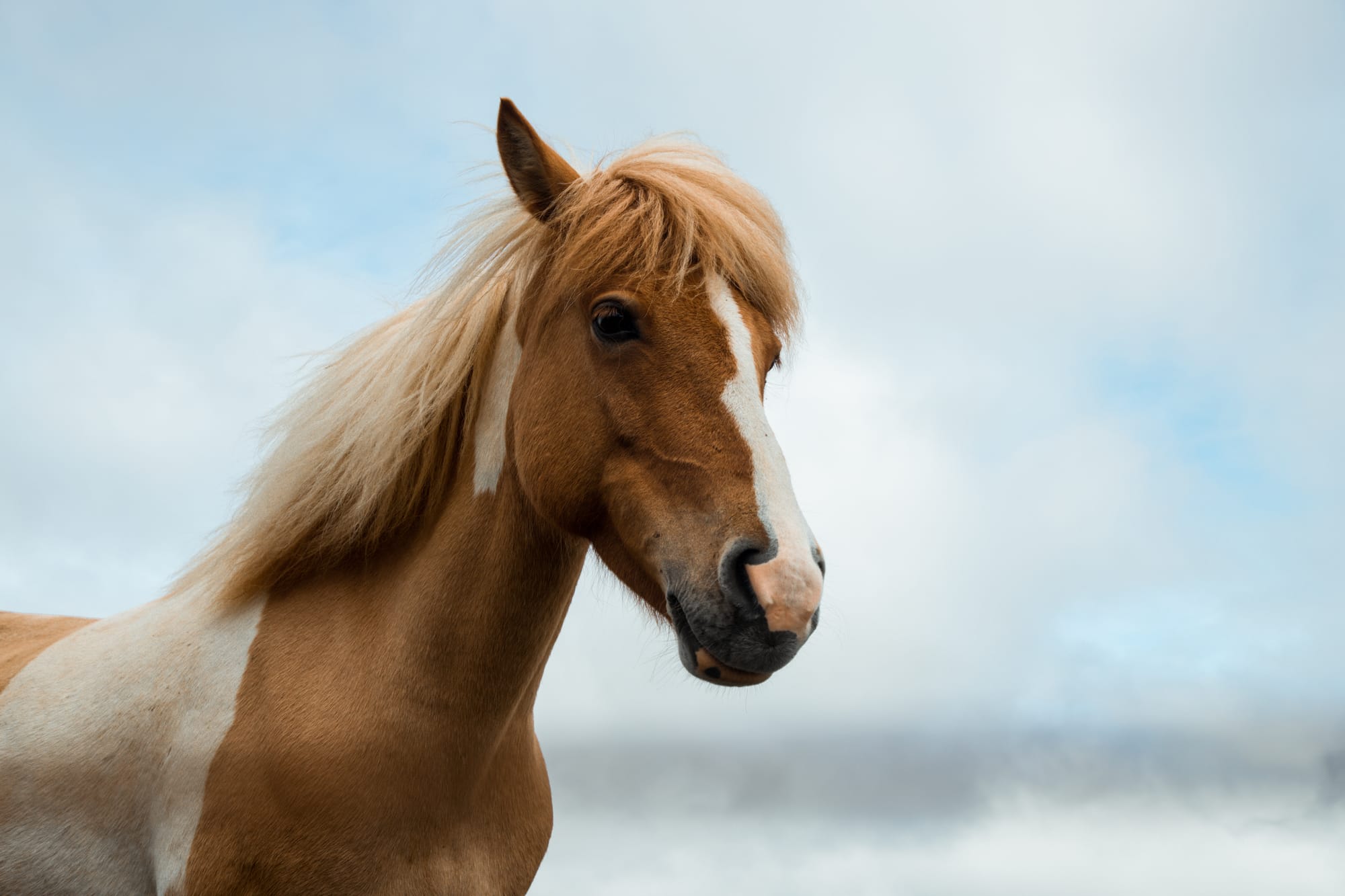 Ensuring Contact for Horse Owners