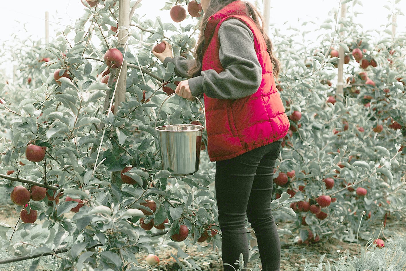 Shortcutting Fruit Fly Control with Dwarf Trees