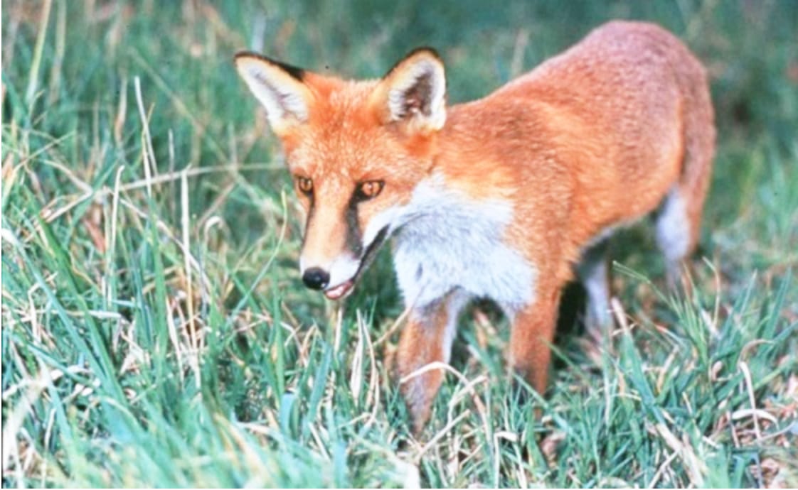 Fox and Wild Dog Bounty Back in Regional Victoria