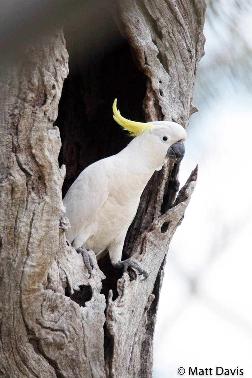 The Backyard Bird Count