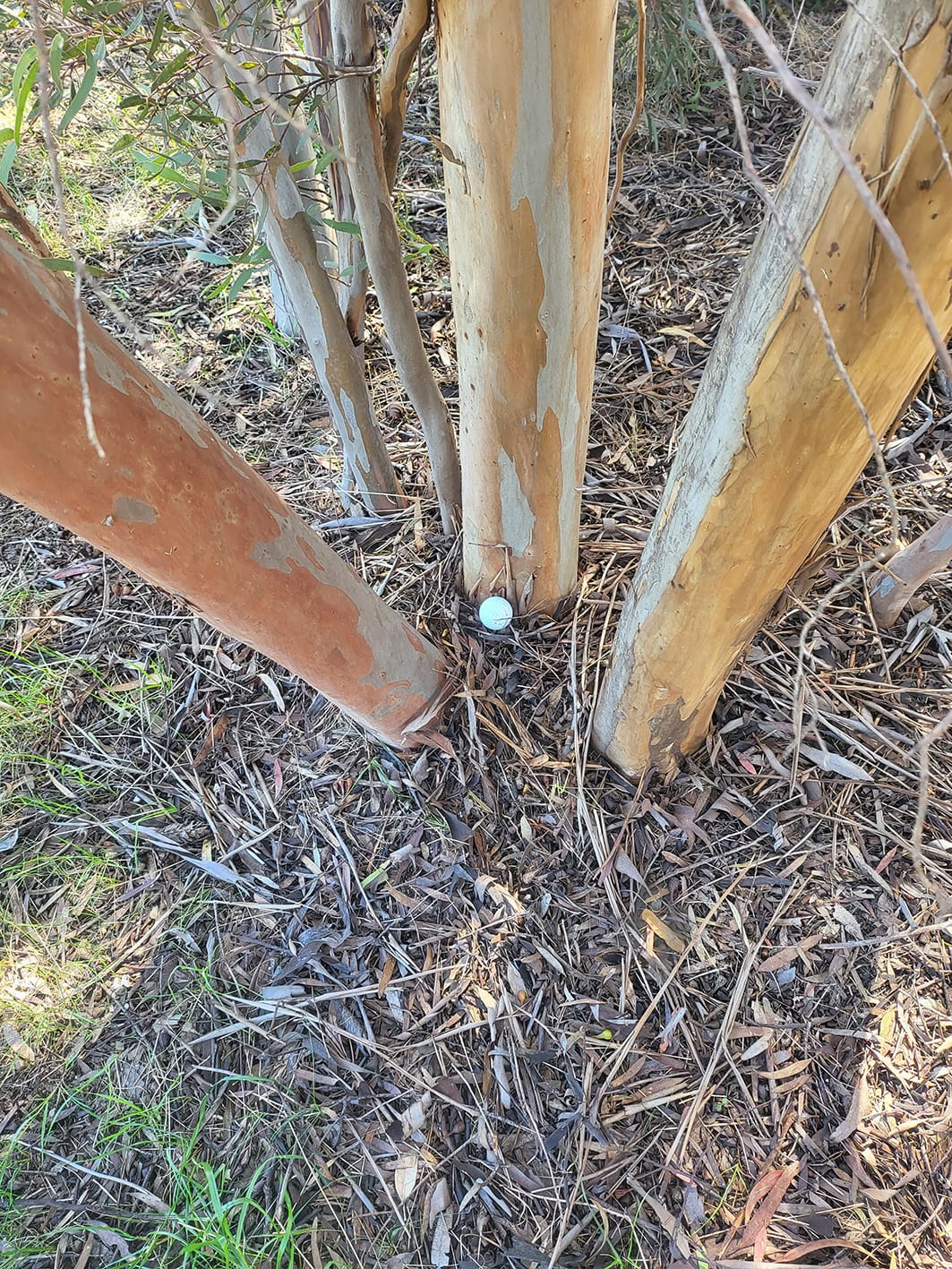 Down the Middle?