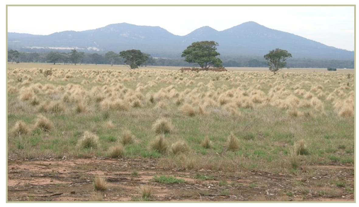 Serrated Tussock Grants Now Open