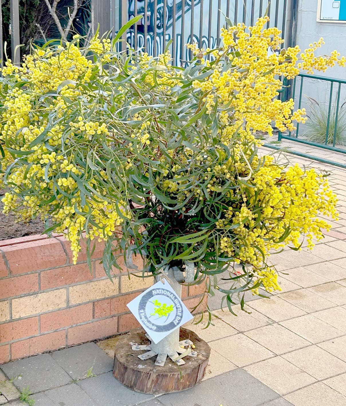 Wattle Day in Wycheproof