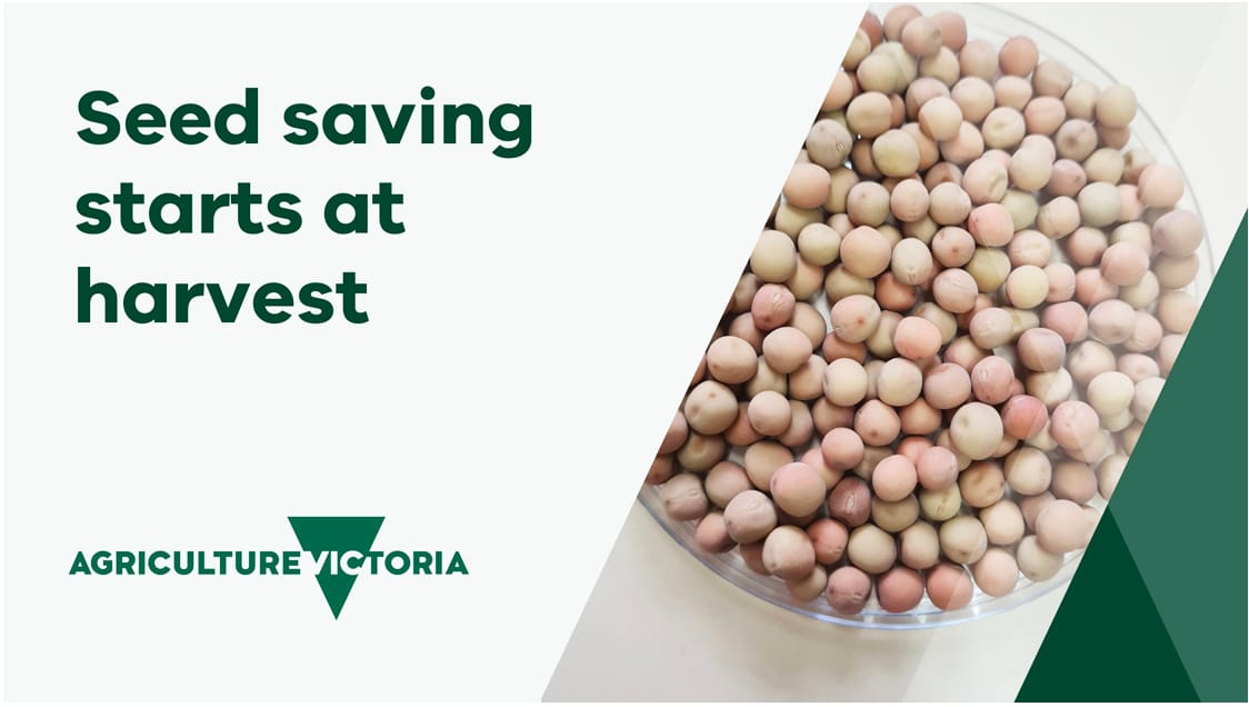 Growers Need to Plan Seed Saving Strategy