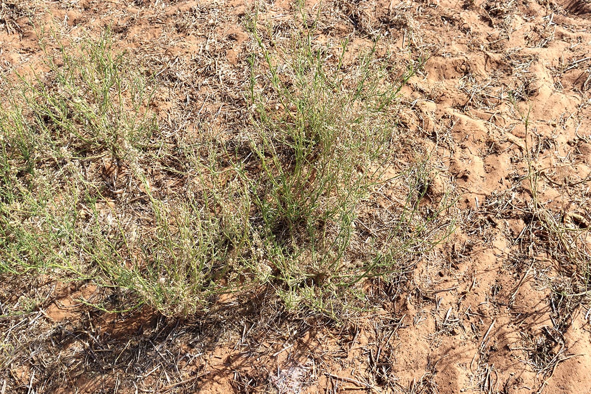 Flaxleaf Fleabane