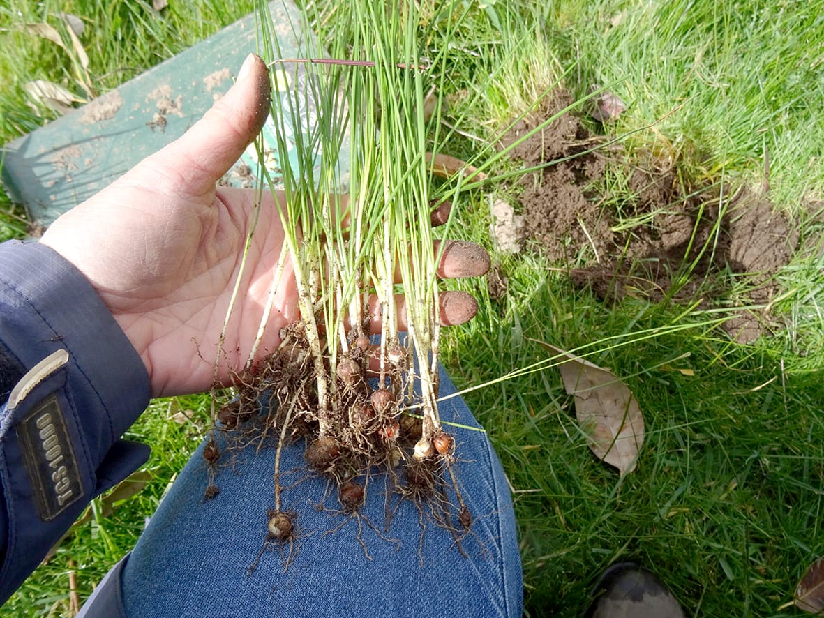 Less Weeds Better Pasture