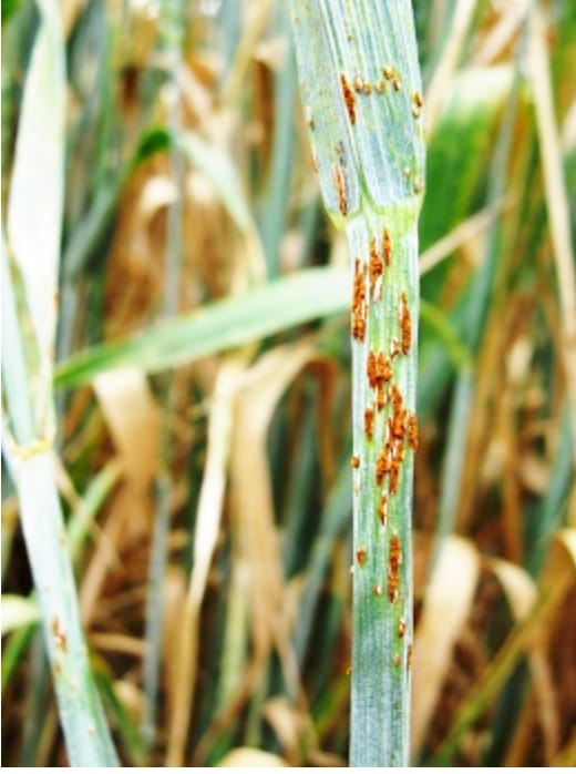 Don’t Risk Crop Damage