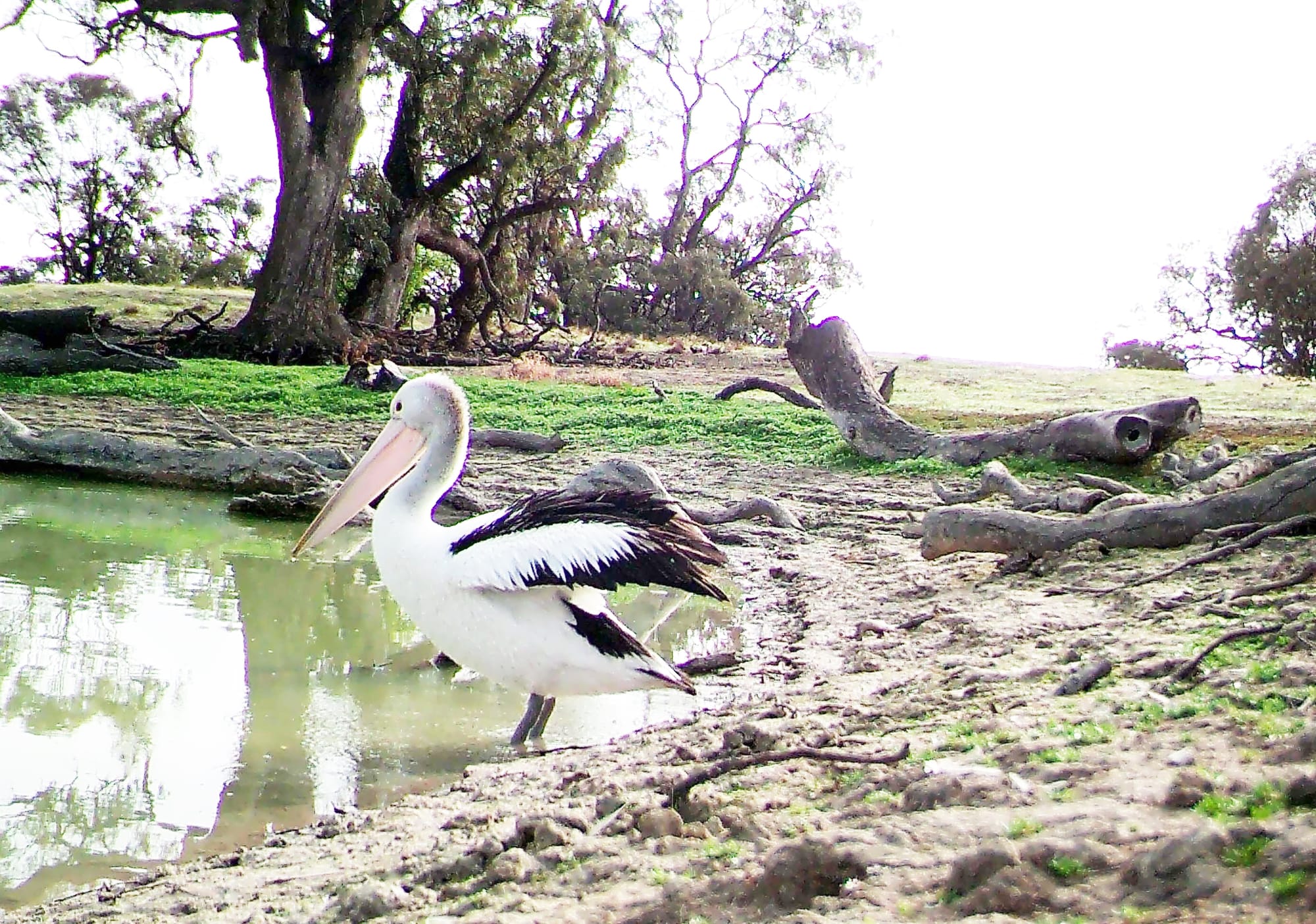 Pelican resting before flying off.
