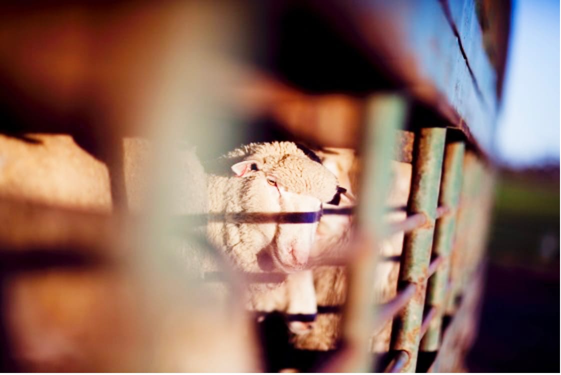 Ensure Livestock are “Fit to Load”