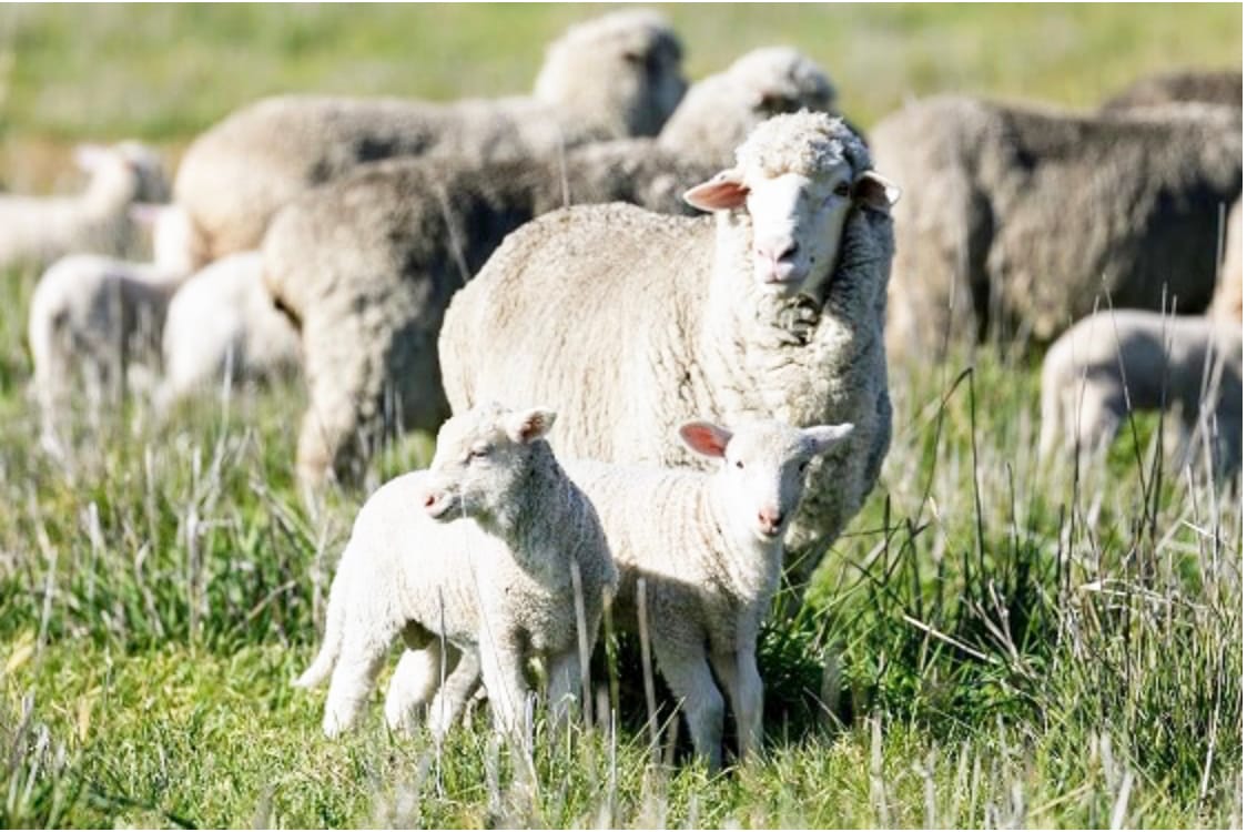 Five Benefits of Using eID