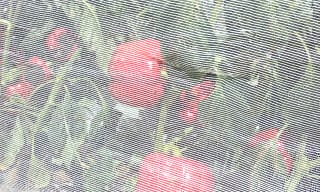 Petals off, Nets on: Time to Protect Your Harvest