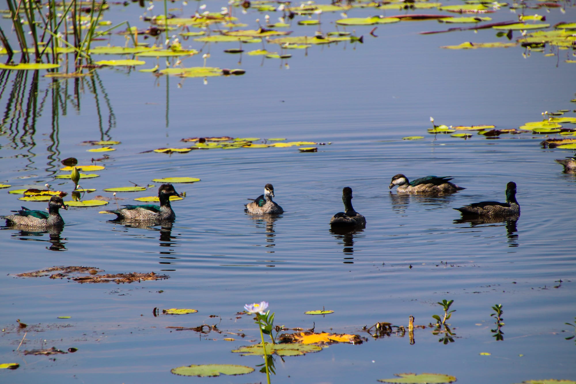 Labor, Greens and Animal Justice Take Aim: Duck Hunters Shot Down?