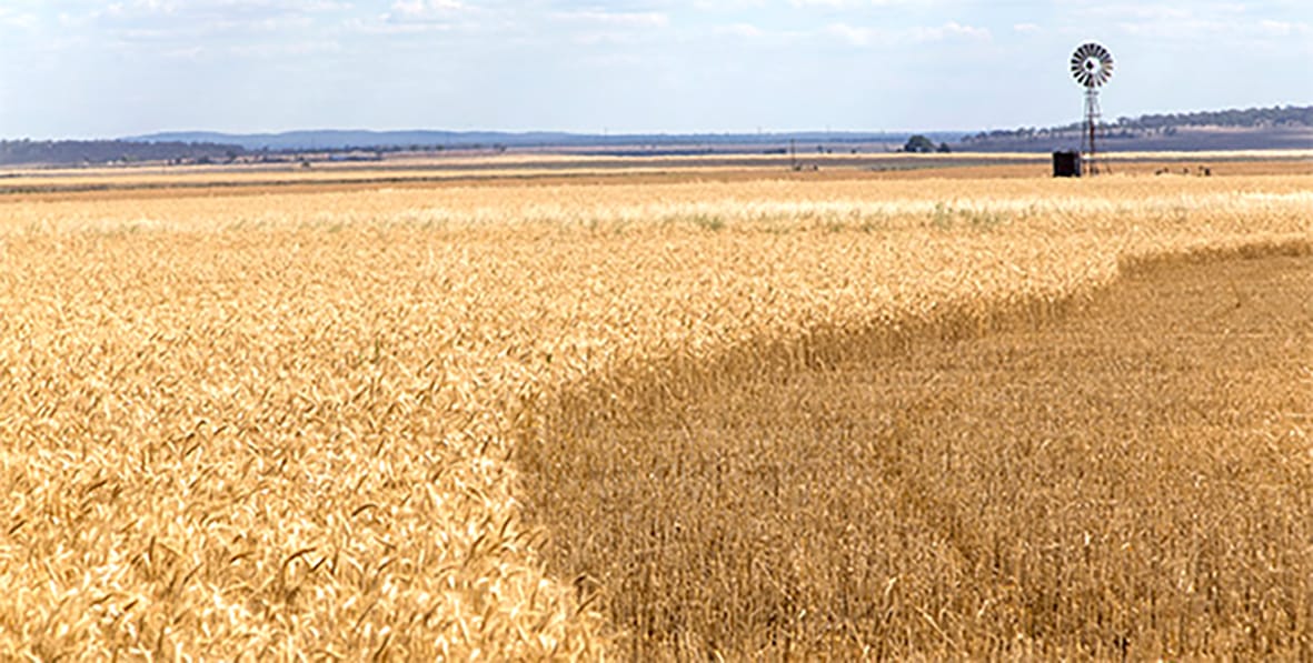 Growers Winning War on Weeds