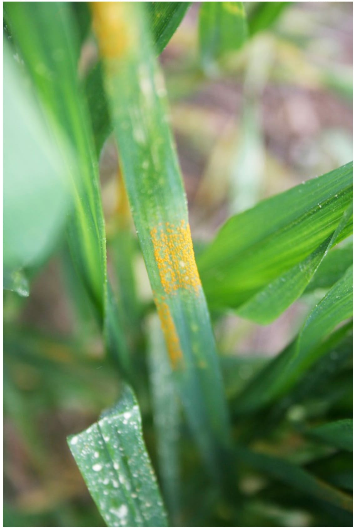 Monitor Now for Stripe Rust Infections Emerging in Wheat