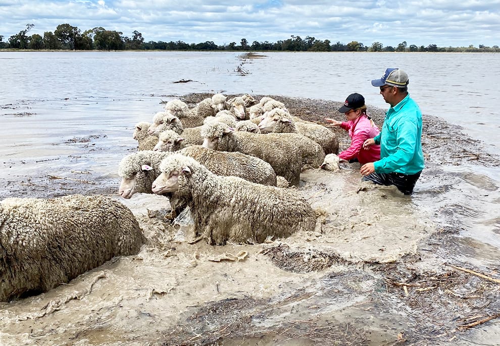 Natural Catastrophe Deemed “Nation’s Most Expensive”: Bale Buy is Back!