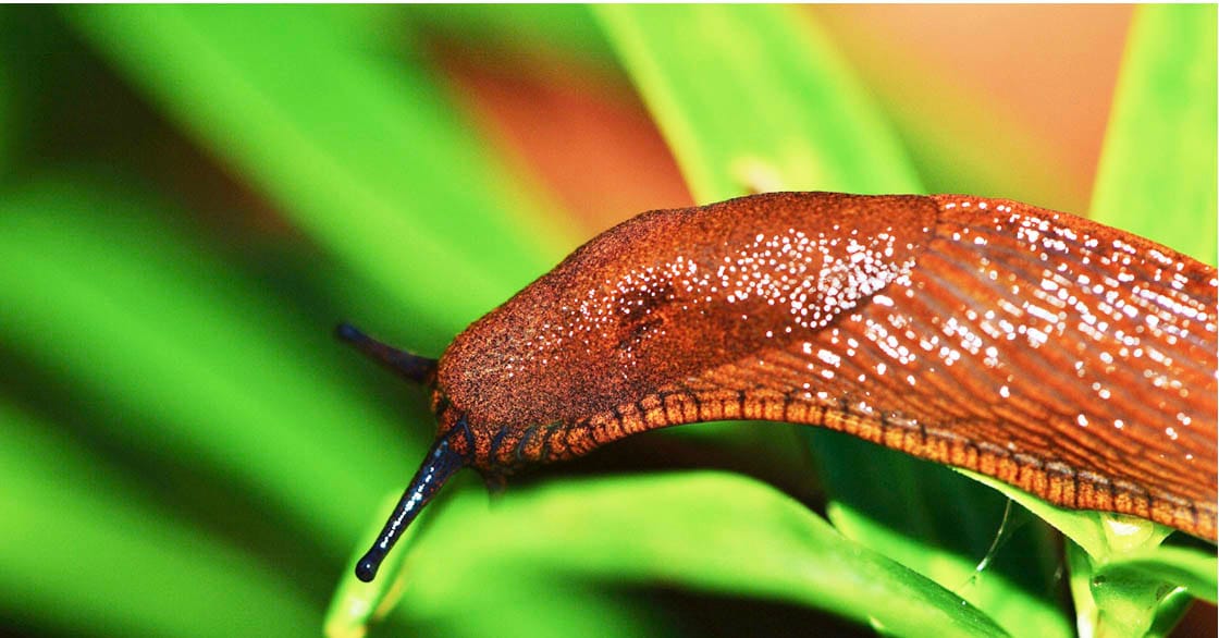 Slug Management Workshop, Horsham