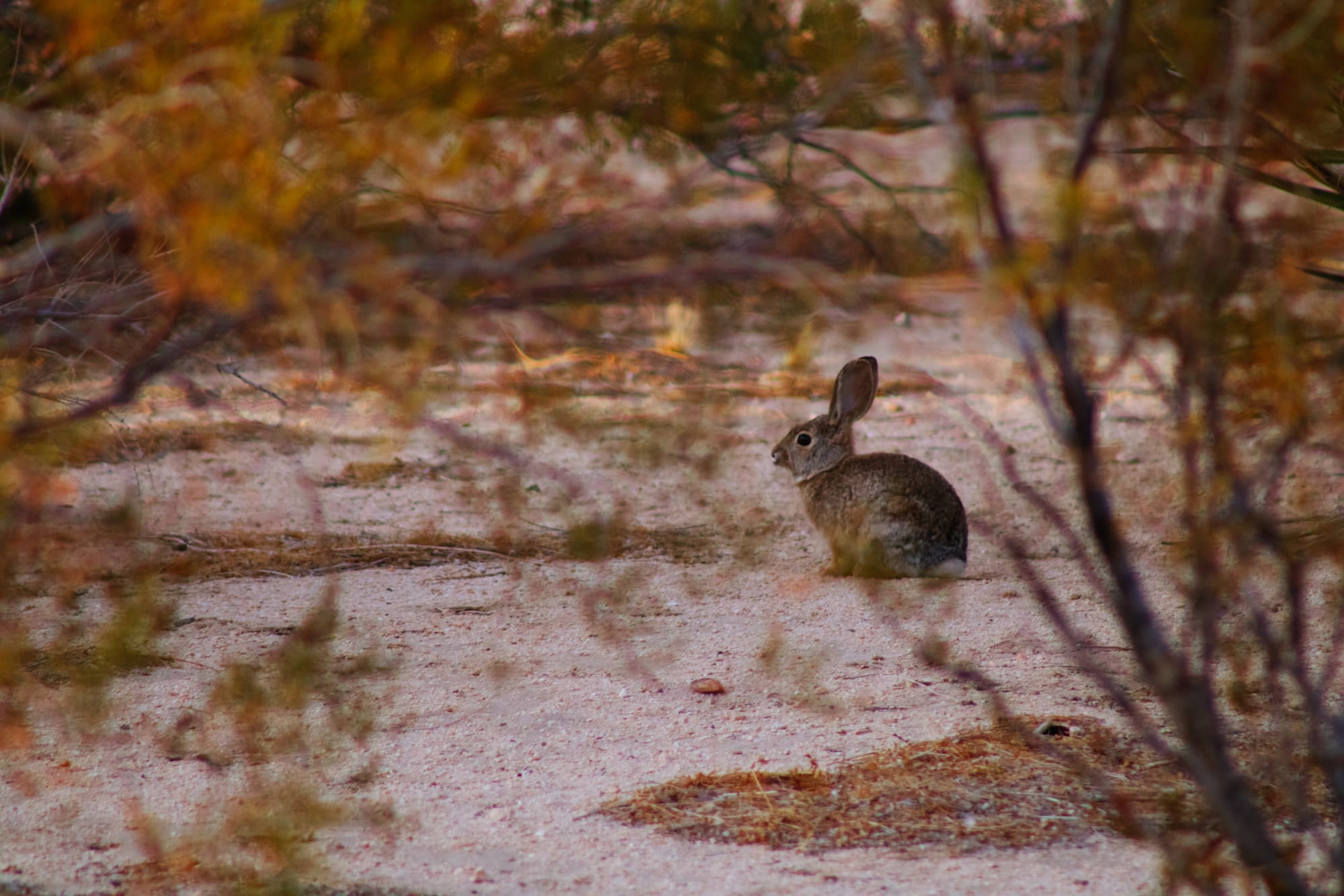 Avon Plains Tackles Rabbit Numbers
