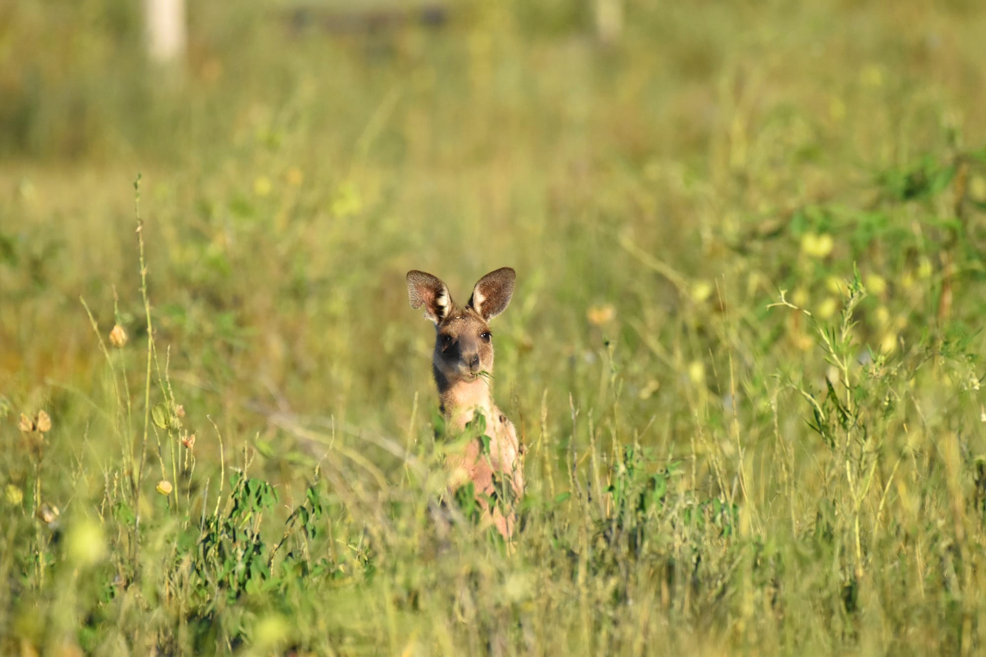 Apply Now for Wildlife Rehabilitation Grants
