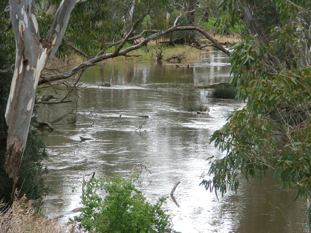 “Perfect Trifecta” for River Fish
