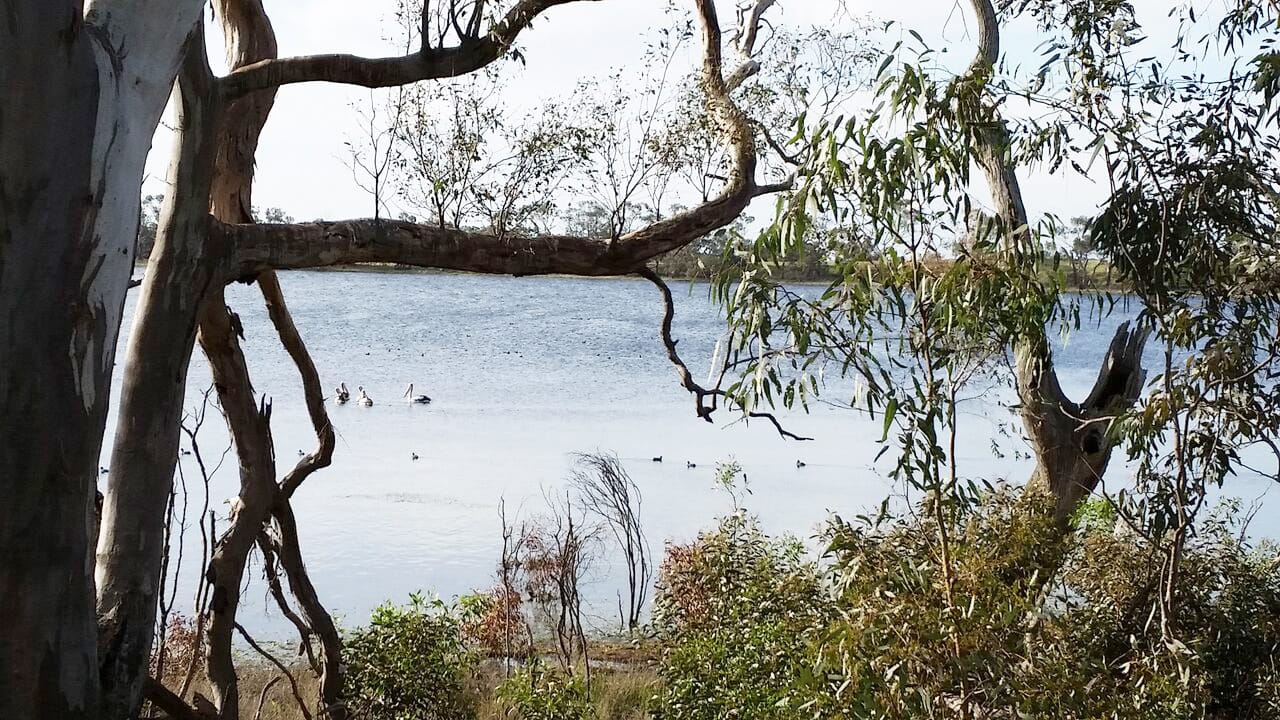 The Avon Plains Lakes and Wetlands: Repairing a Priceless Broken System