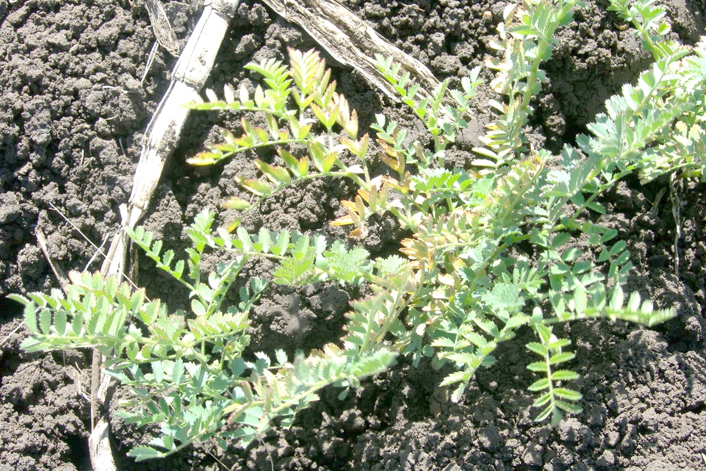 Potassium Project To Improve Crop Nutrition