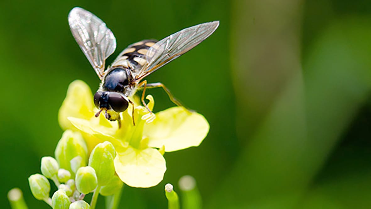 Updated Resource to Help Enhance Beneficial Insects