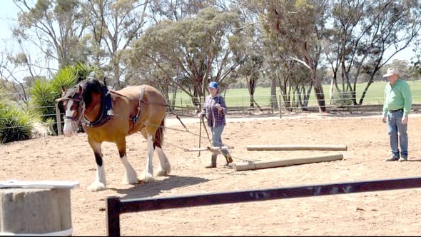 “Hoof and Harvest” Festival – a Day Out With Bush Trail Rides