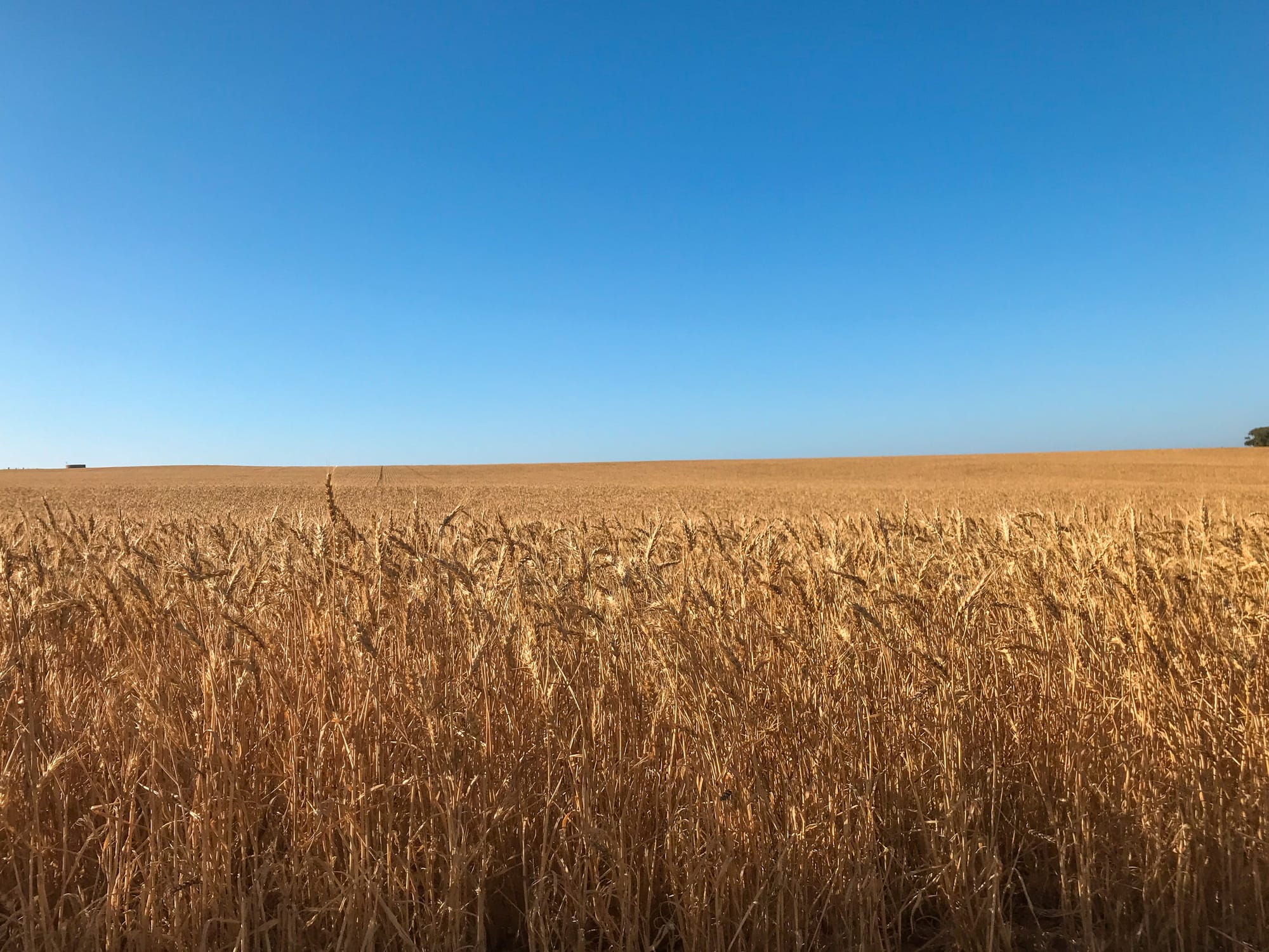 Farmers Welcome Barley Tariff Drop