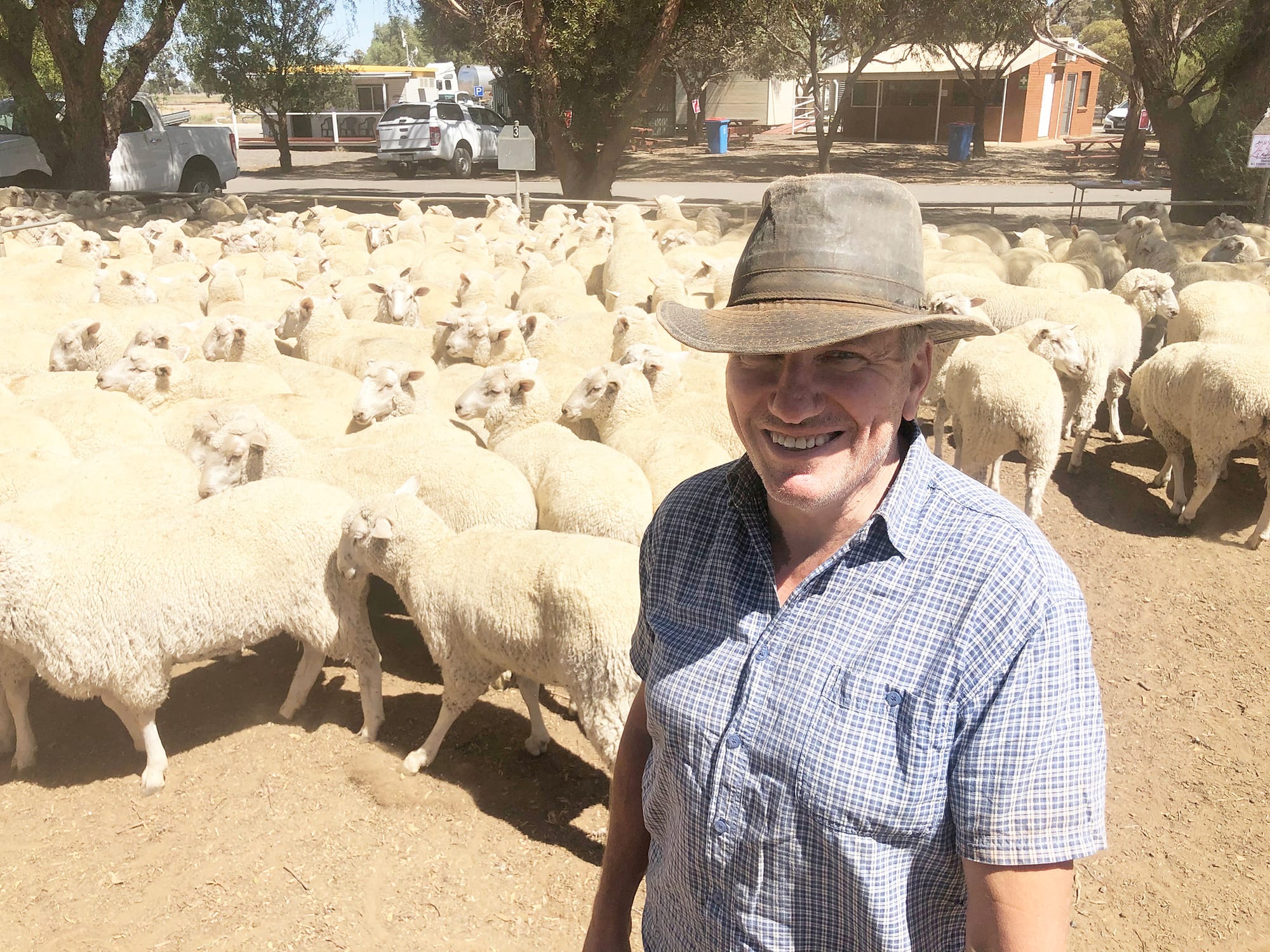 Wycheproof Special Store Sheep Sale