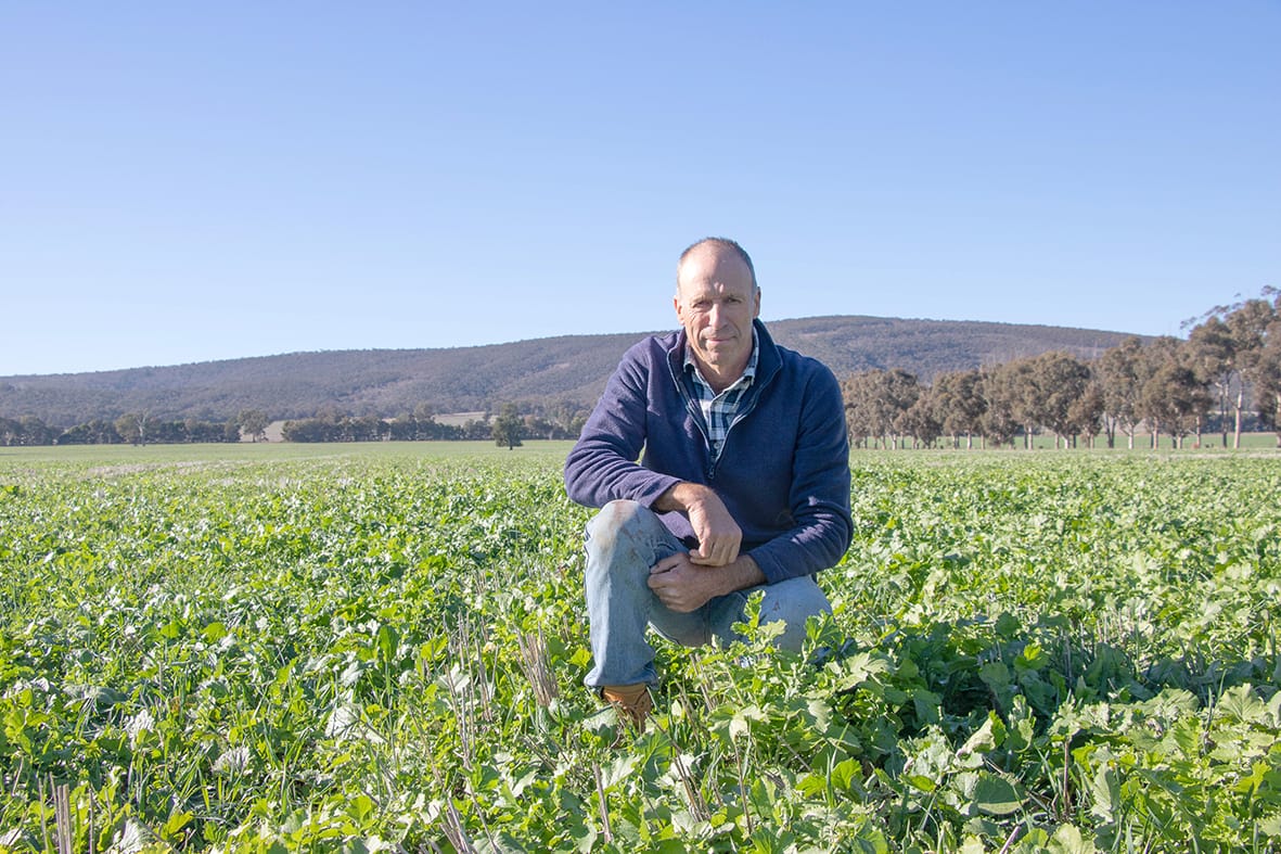 Pastures and Fodder Crops Lower Weed Numbers