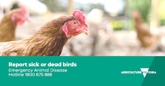 Avian Influenza Detected