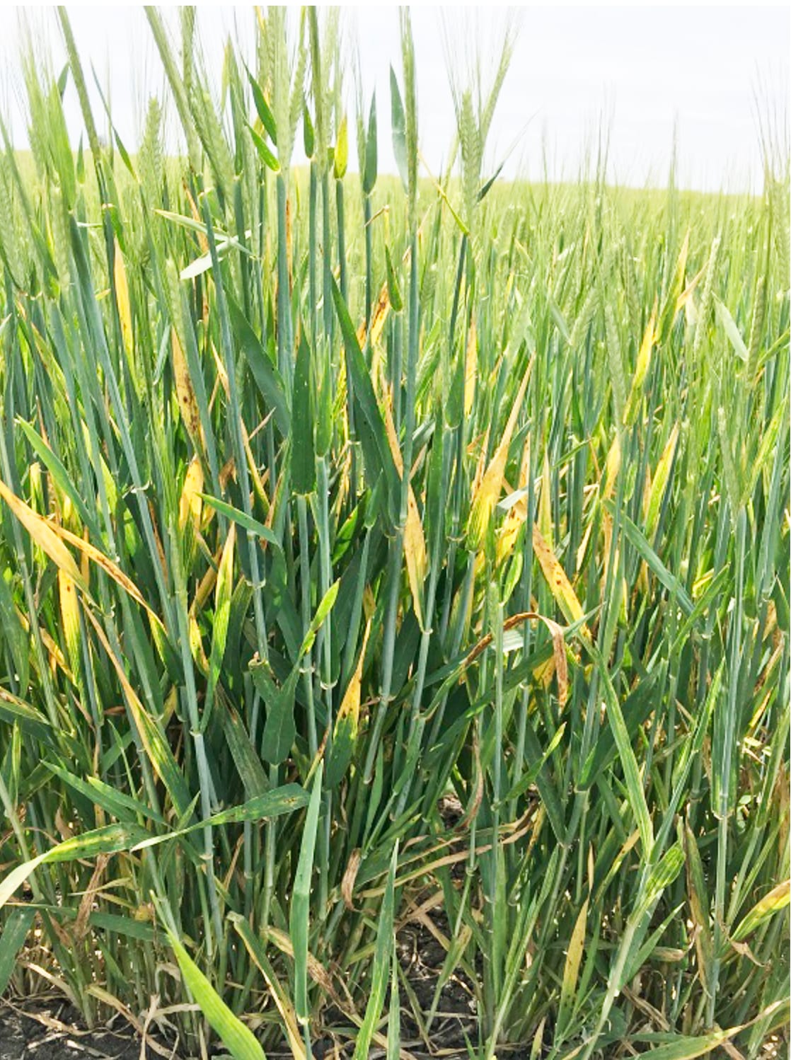 Scientist Leads Research for Higher Yielding Crops