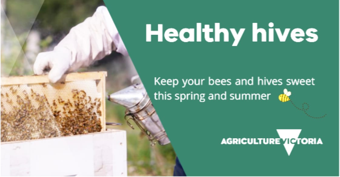 Tips for Healthy Hives
