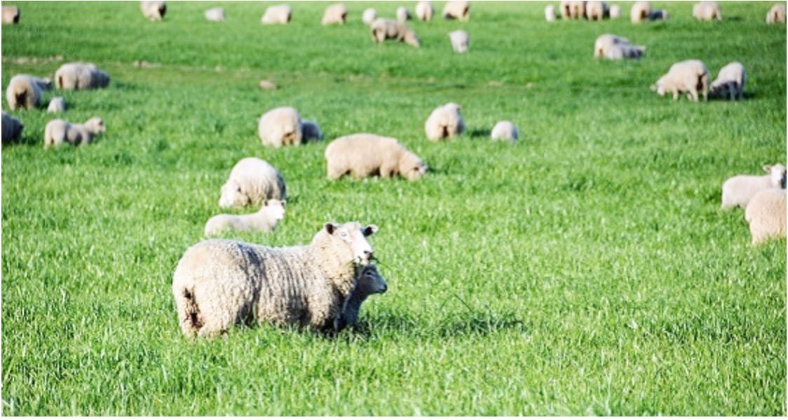 Trace Mineral Deficiency in This Year’s Lambs