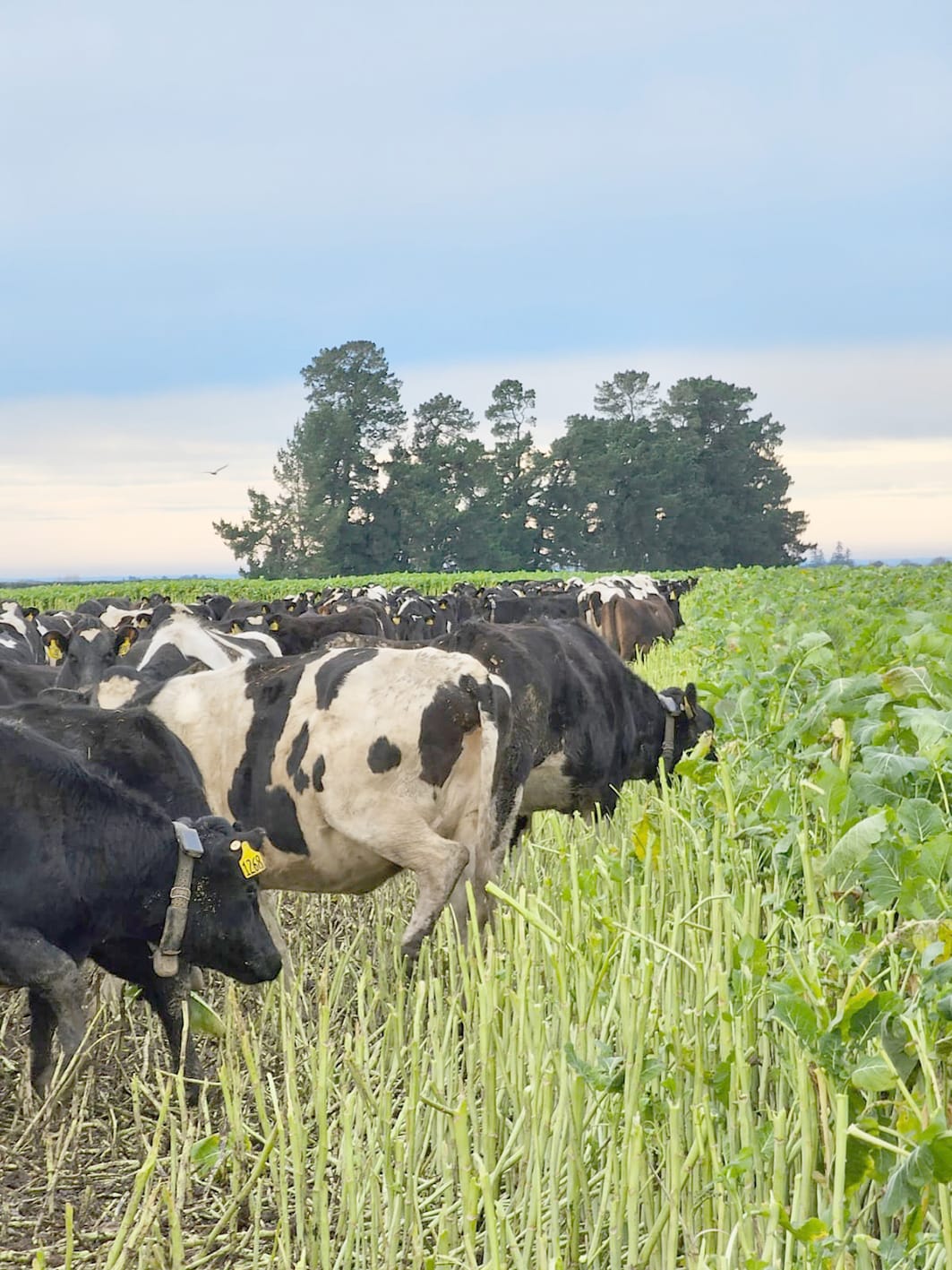 Learning About Virtual Fencing